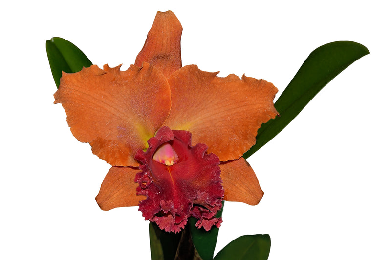 Rhyncholaeliocattleya Primera Dama