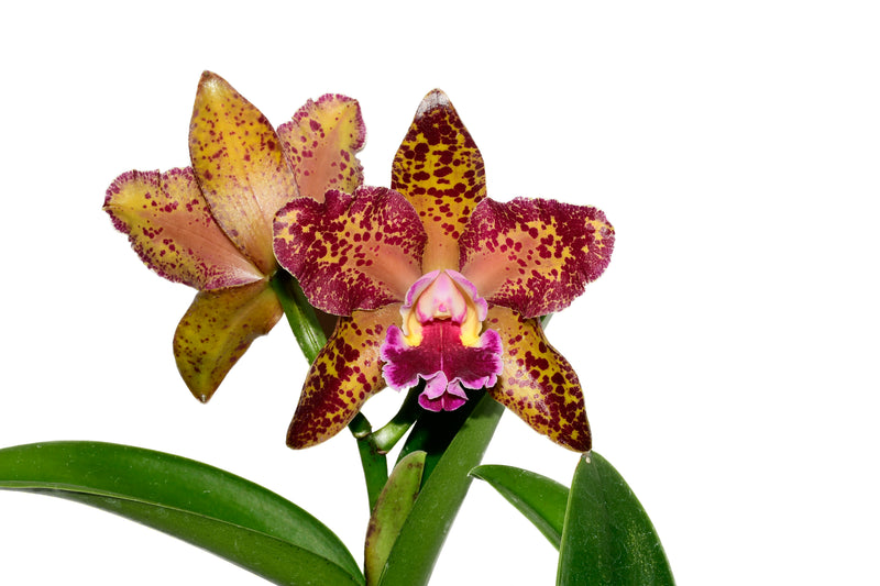 Rhyncholaeliocattleya Waianae Leopard Ching Hua M127