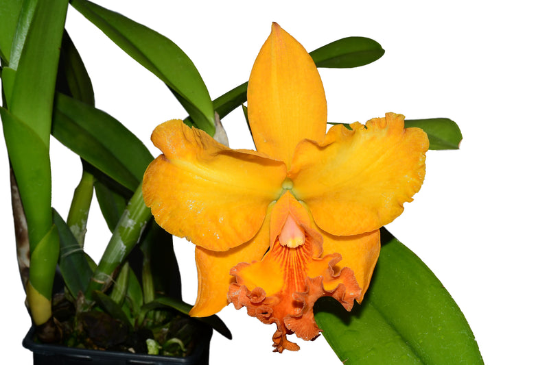 Rhyncholaeliocattleya Zamora