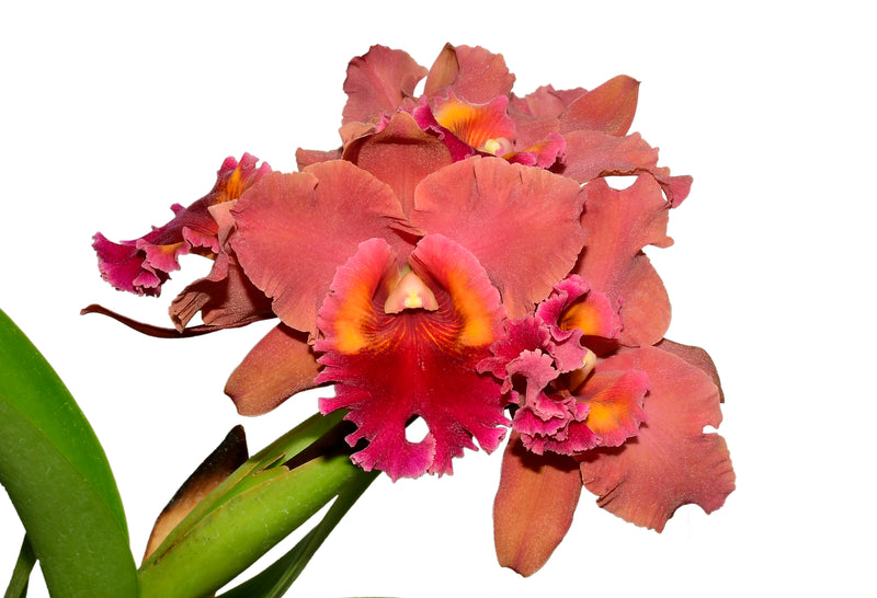 Rhyncholaeliocattleya Bob Crowder