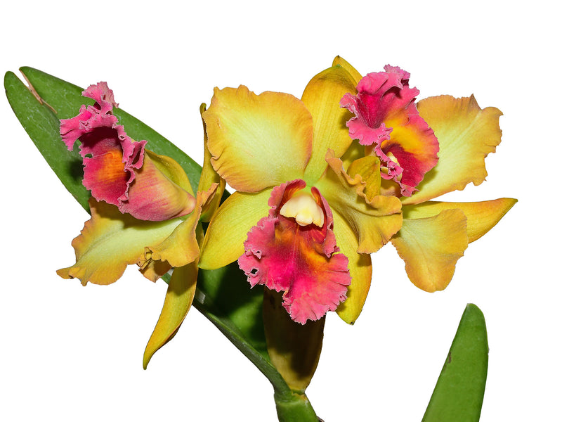 Rhyncholaeliocattleya Ecuagenera Delight