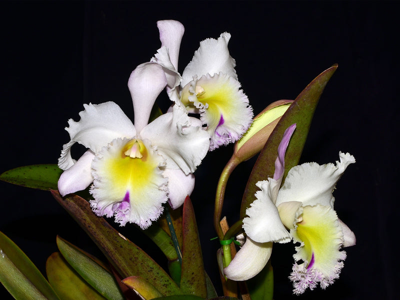 Rhyncholaeliocattleya Grace Carmen Tolentino
