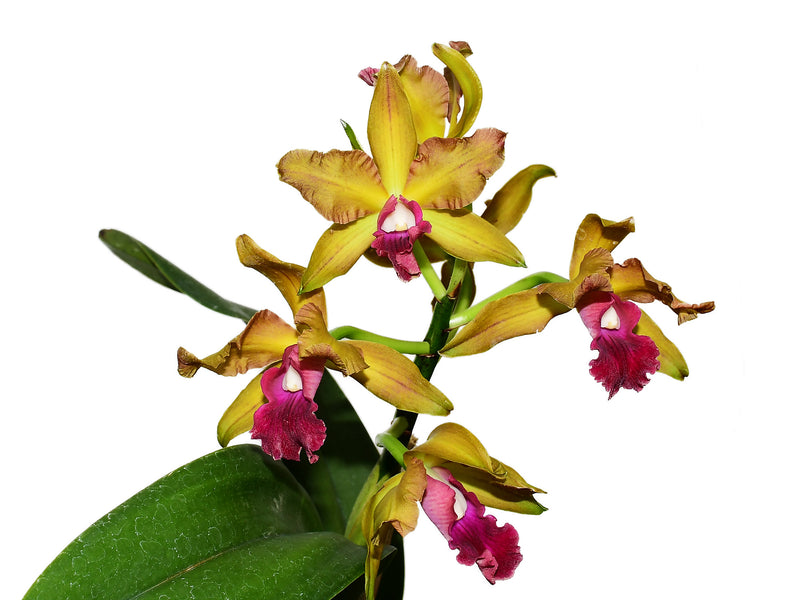 Rhyncholaeliocattleya Ivan Portilla