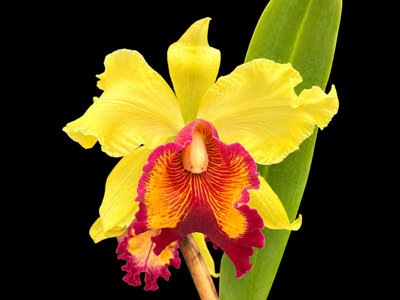 Rhyncholaeliocattleya Kakemizu Kenichi