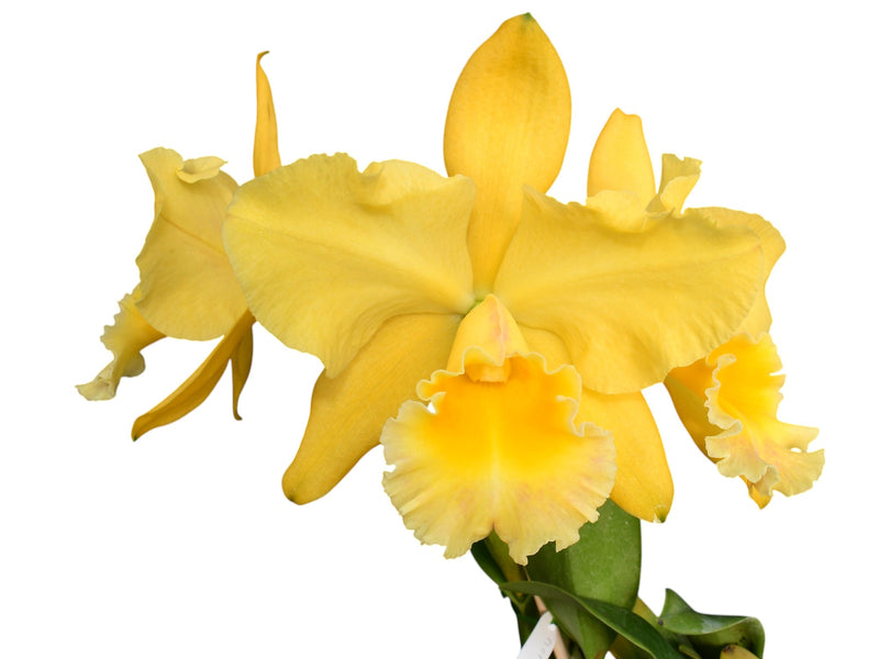 Rhyncholaeliocattleya Memoria Hazel Glover