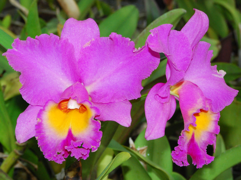Rhyncholaeliocattleya Mishina Choice