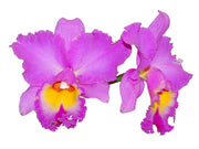 Rhyncholaeliocattleya Mishima Choice