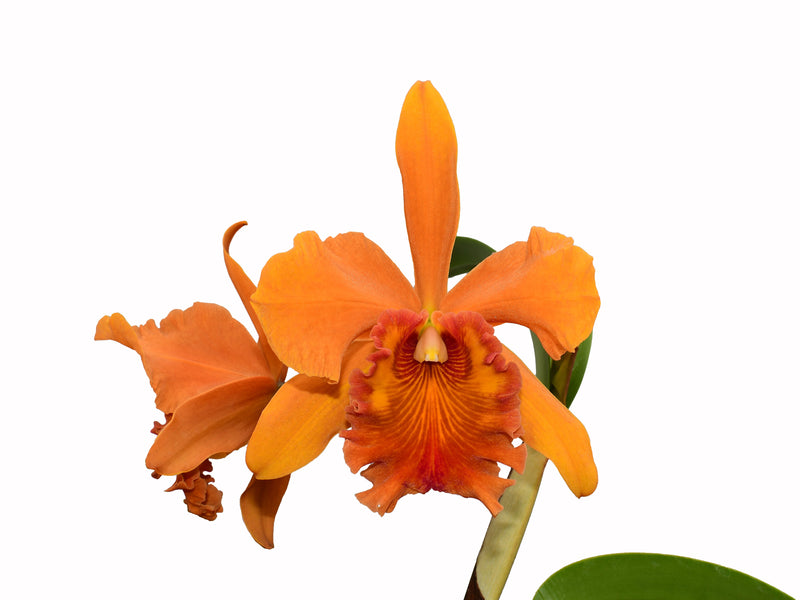 Rhyncholaeliocattleya Sandra Cordero