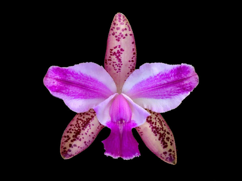 Rhyncholaeliocattleya Senne Variable