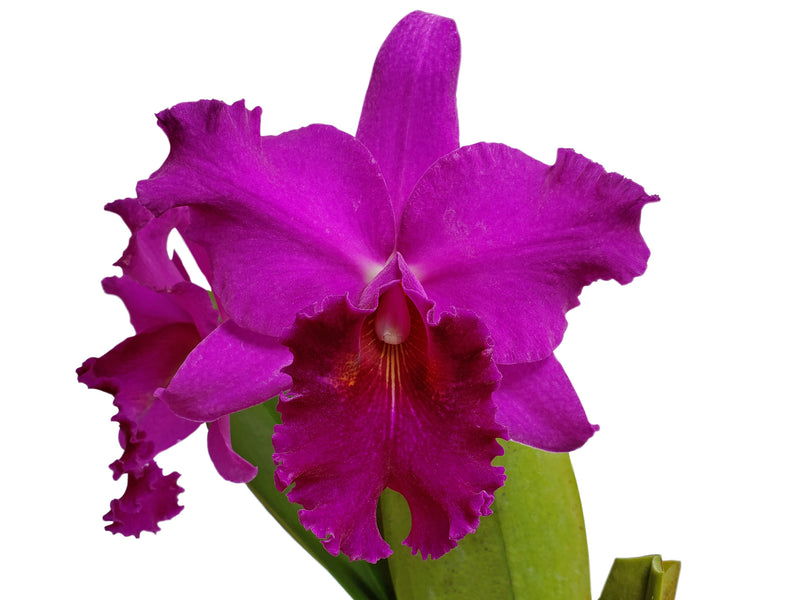 Rhyncholaeliocattleya Shunguito