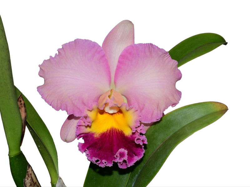 Rhyncholaeliocattleya Uzhupud Paradise