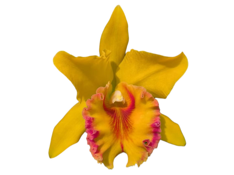 Rhyncholaeliocattleya Ximena Vintimilla