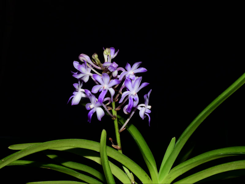 Rhynchorides Rachael Brick 'Shountemo' (10 cm Ampeltopf)