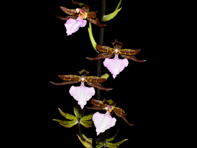 Rhynchostele bictoniensis