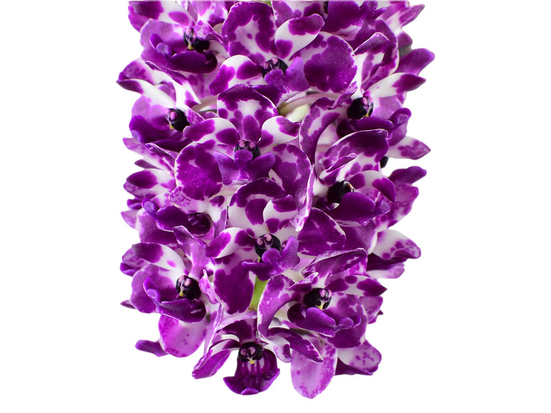 Rhynchostylis gigantea (spots, Red White) (10 cm Ampeltopf)