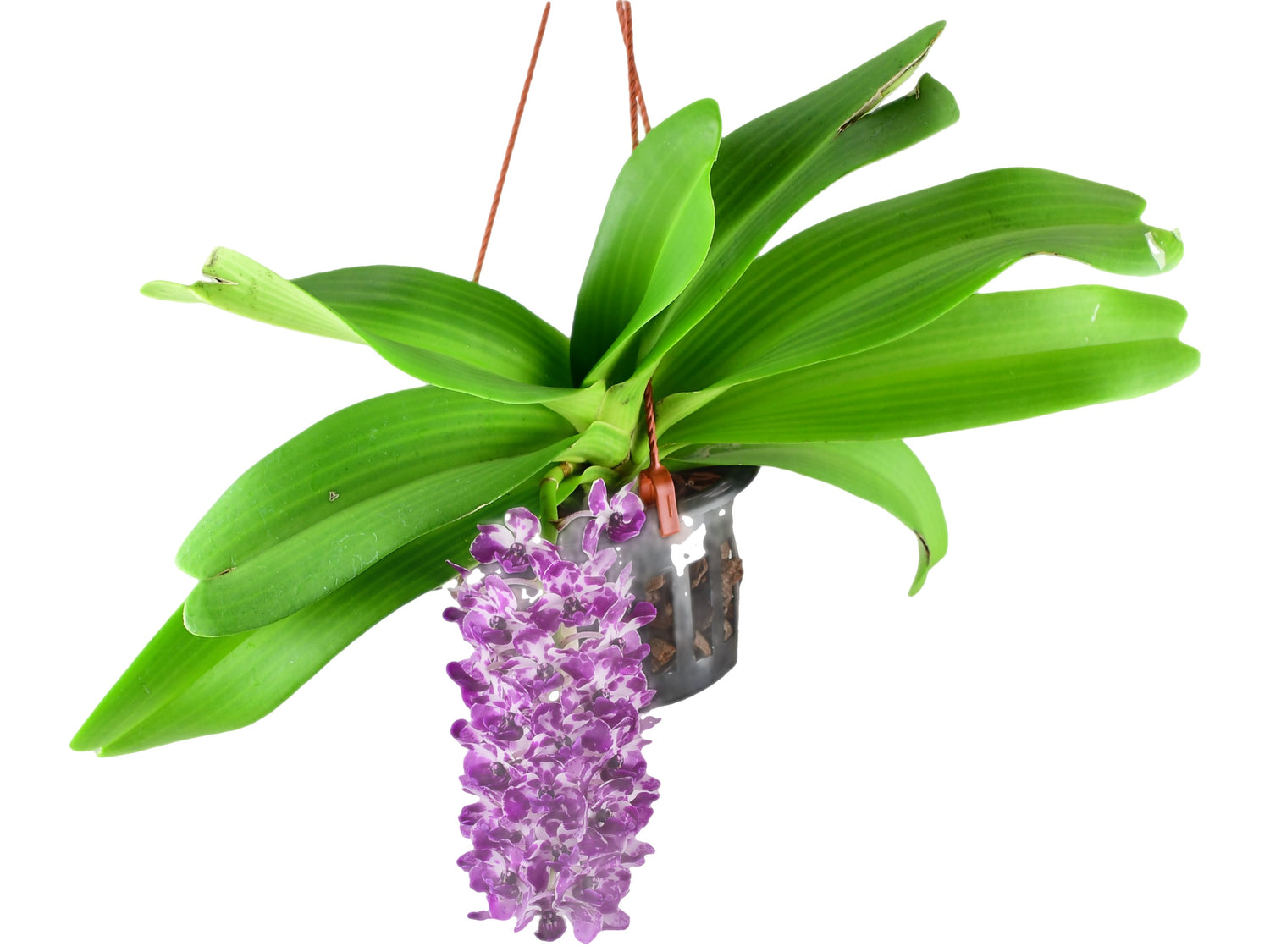 Rhynchostylis gigantea (spots, Red White x Blue) (9 cm Ampeltopf)
