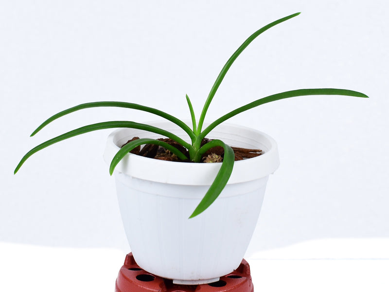 Rhynchostylis gigantea (spots, Red White x Blue) (9 cm Ampeltopf)