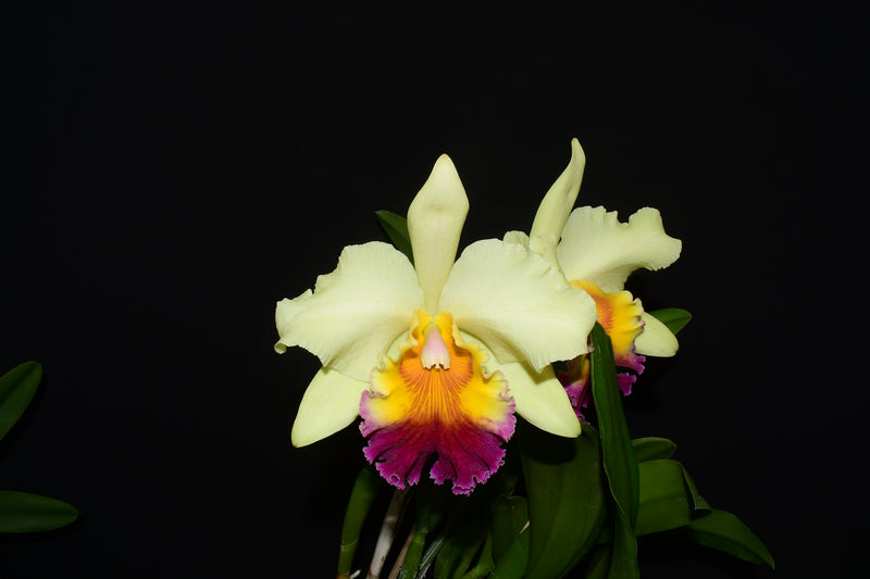 Rhyncholaeliocattleya Ecuagenera Gold