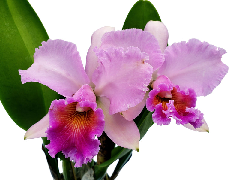 Rhyncholaeliocattleya Pietro Tosi x Cattleya Pornthip h00161 4N