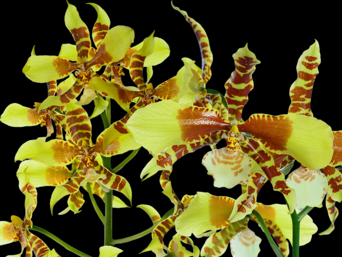 OrchiPack