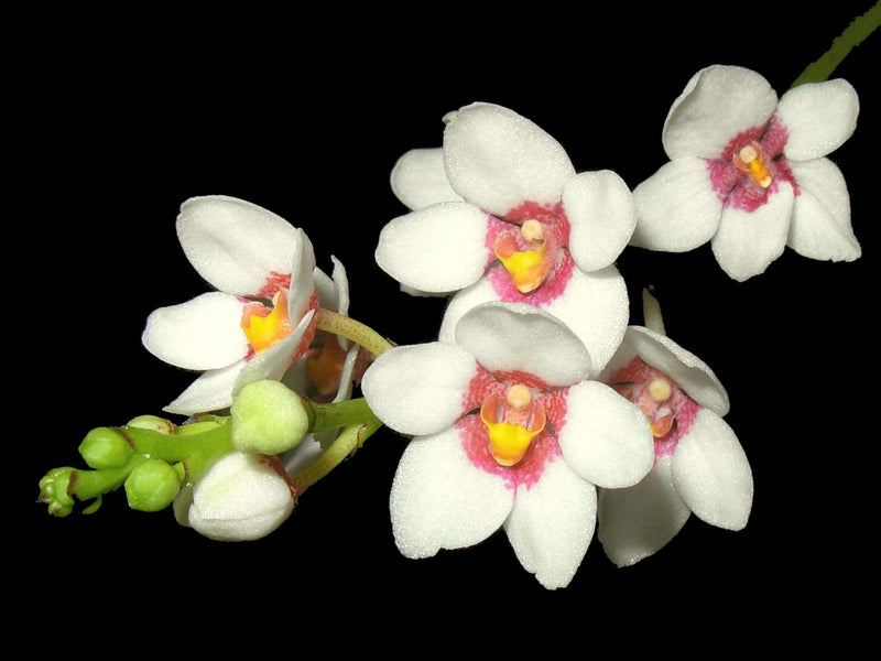 Sarcochilus fitzgeraldii (5cm topf)