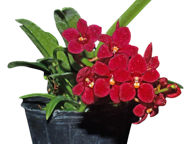 Sarcochilus Cholita Cuencana
