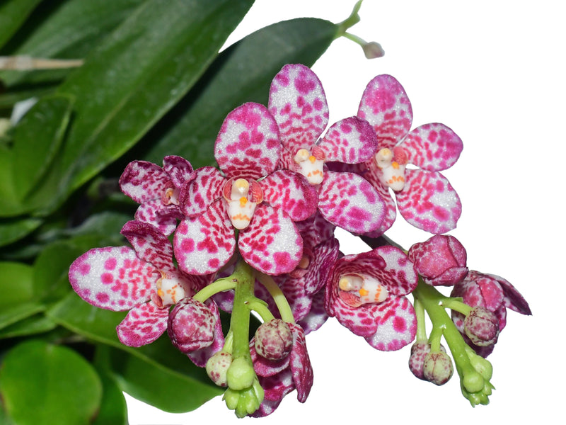 Sarcochilus  Kulnura Sweetie Purple Spot
