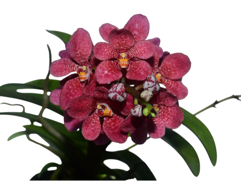 Sarcochilus Kulnura Warmer