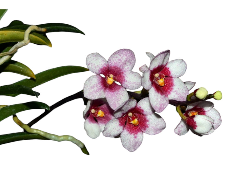 Sarcochilus Kulnura Warmer x Sarcochilus Kulnura Oath