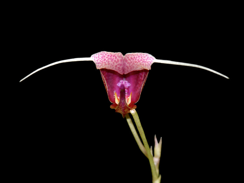 Scaphosepalum swertiifolium short