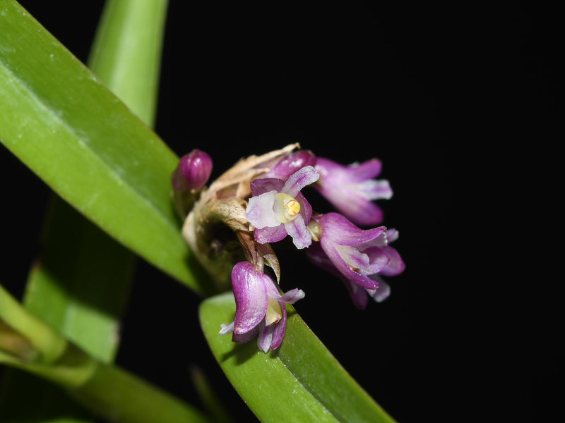 Scaphyglottis graminifolia (5 cm Topf)
