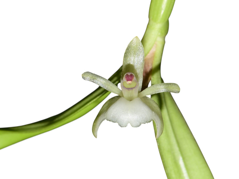 Scaphyglottis prolifera (5 cm Topf)