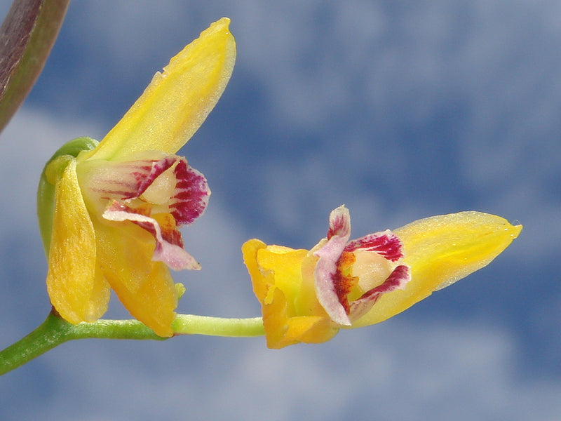 Scelochilus langlessei 'yellow' x 'dark' OP in vitro
