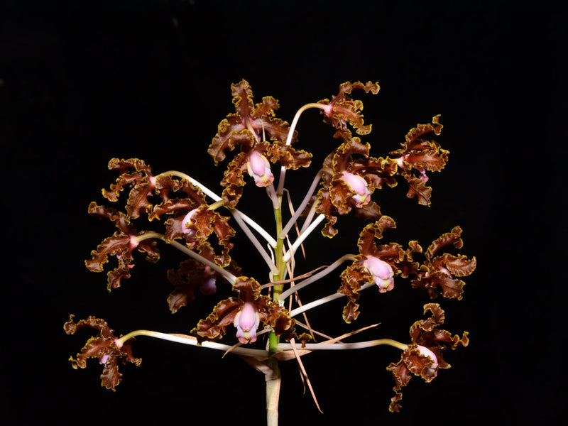 Schomburgkia crispa