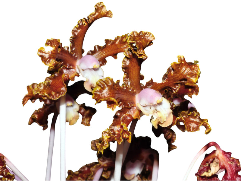 Schomburgkia crispa