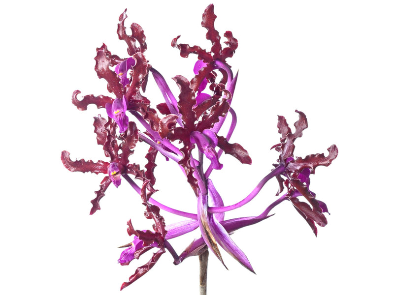 Schomburgkia splendida