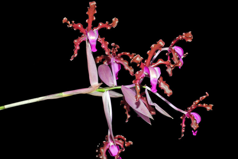 Schomburgkia splendida