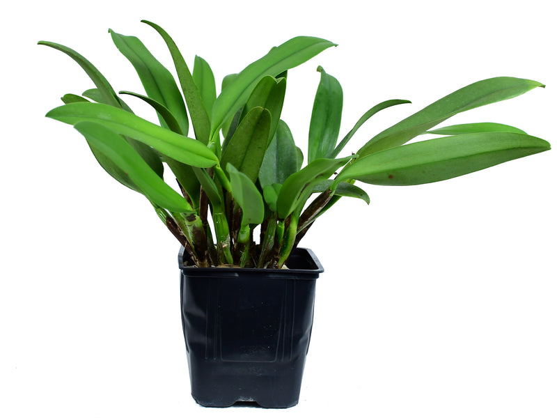 Sophrolaeliocattleya Minas De Oro 'M272 4N