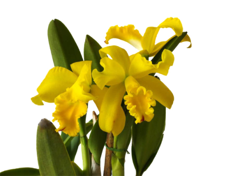 Sophrolaeliocattleya (Fire Magic Solar Flame X Rlc. Hawaii Yuana Beauty Pearl x Rlc. M161 Haw Yuan Gold)