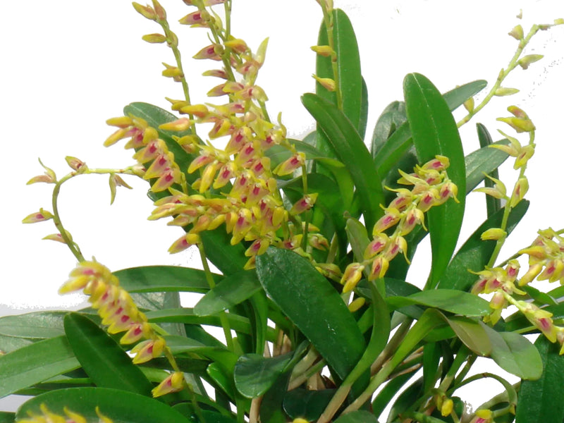 Specklinia costaricensis (5 cm Topf)