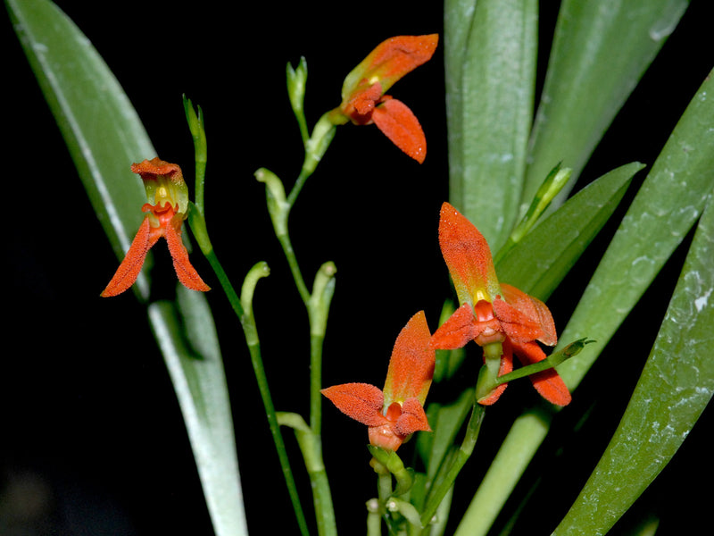 Specklinia endotrachys