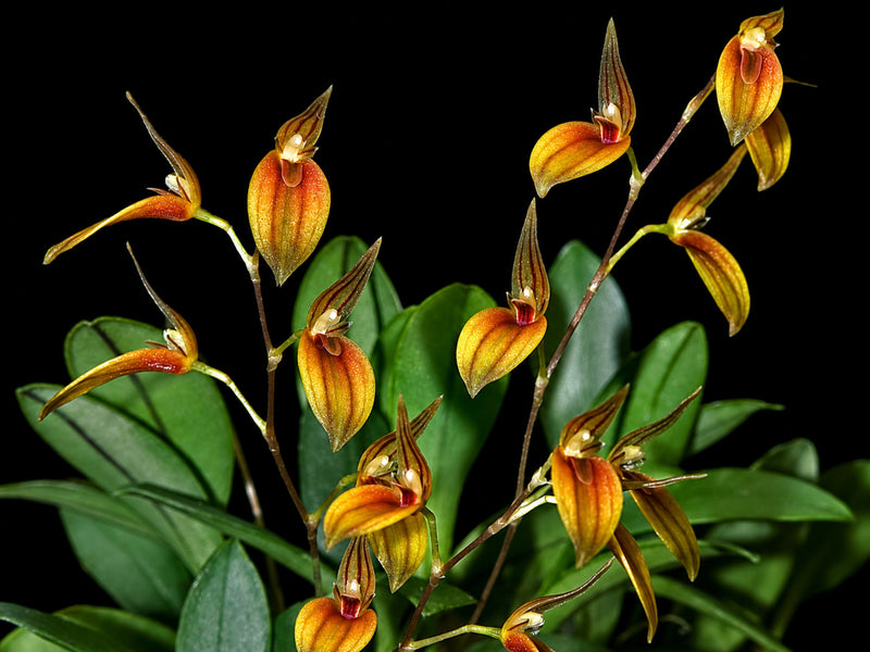 Specklinia grobyi (5,5cm Topf)