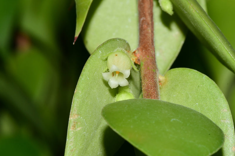 Sphyrospermum haughtii