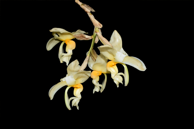 Stanhopea embreii