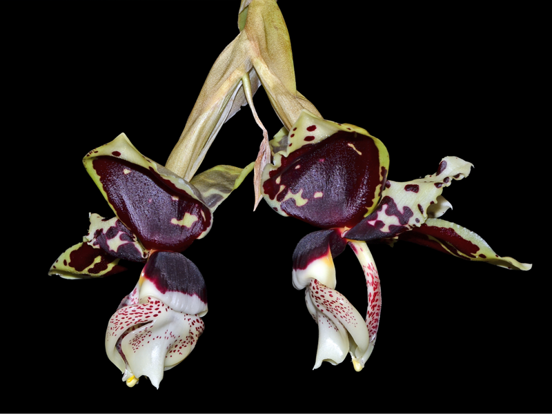 Stanhopea tigrina