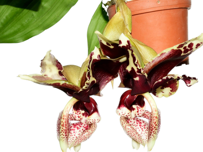 Stanhopea Azuay