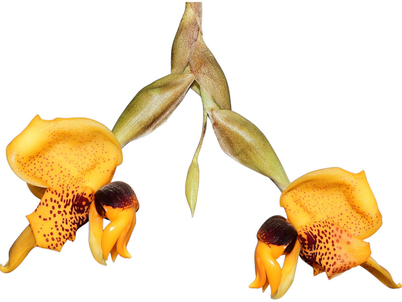 Stanhopea connata
