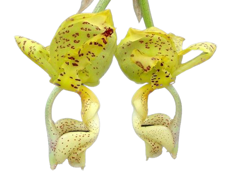 Stanhopea deltoidea