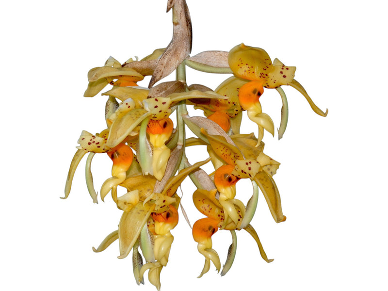 Stanhopea embreei orange