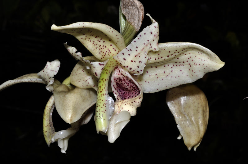 Stanhopea florida